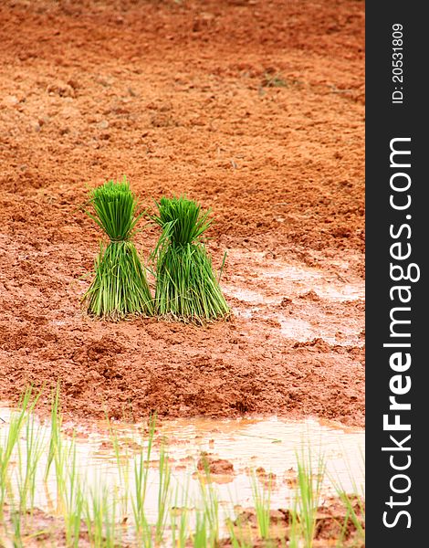 Rice And Field