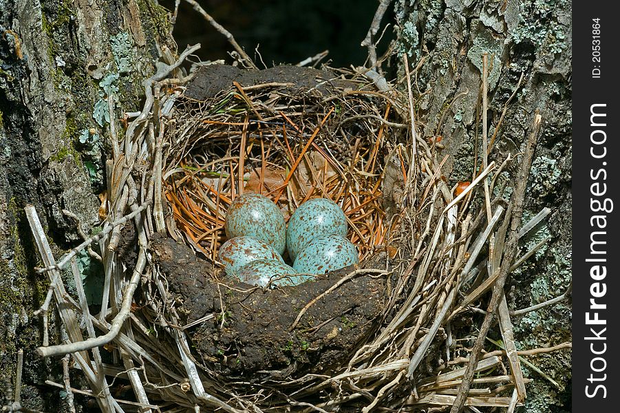 A close up of the nest of thrush with eggs. A close up of the nest of thrush with eggs.