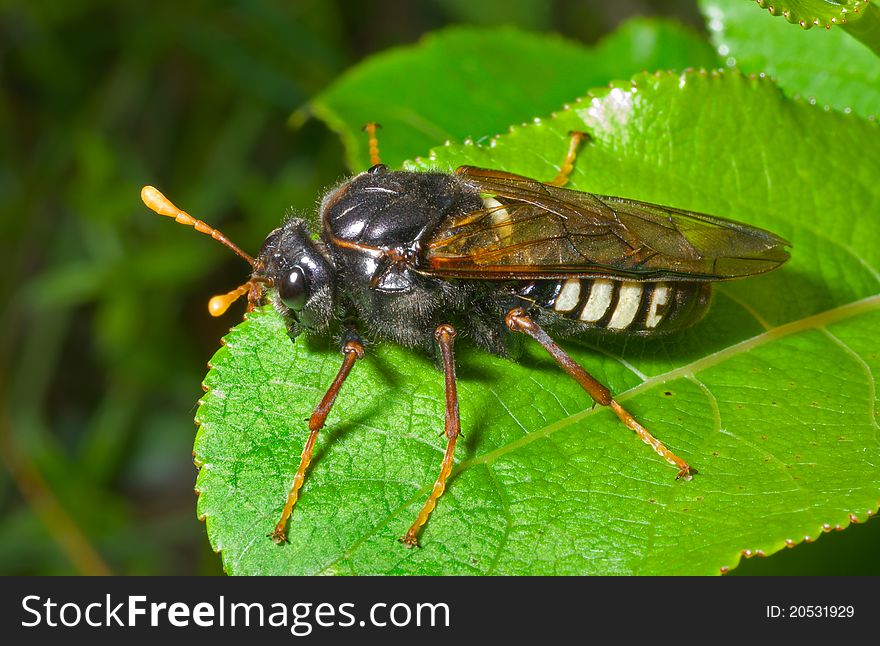 Insect Sawfly (Tenthredinidae) 1