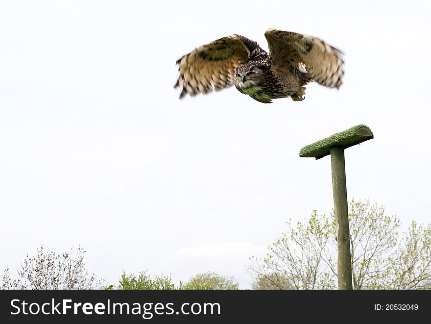Eurasian Eagle Owl in action at a Bird of Prey centre,South Devon.