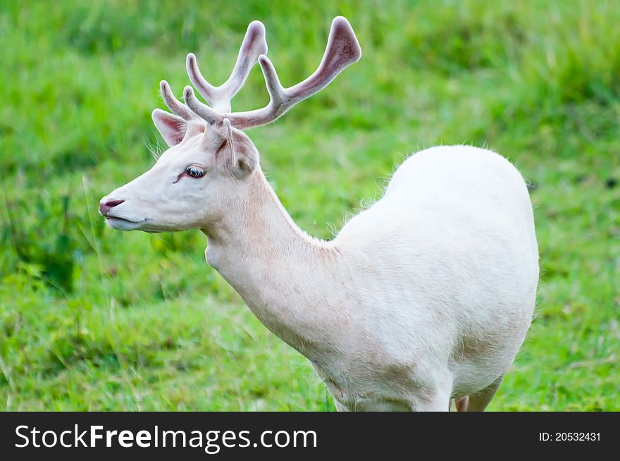 Picture of white fallow deer in a nature.