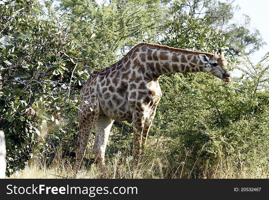 Reticulated Giraffe browsing in the Acacia tree veld. Reticulated Giraffe browsing in the Acacia tree veld.