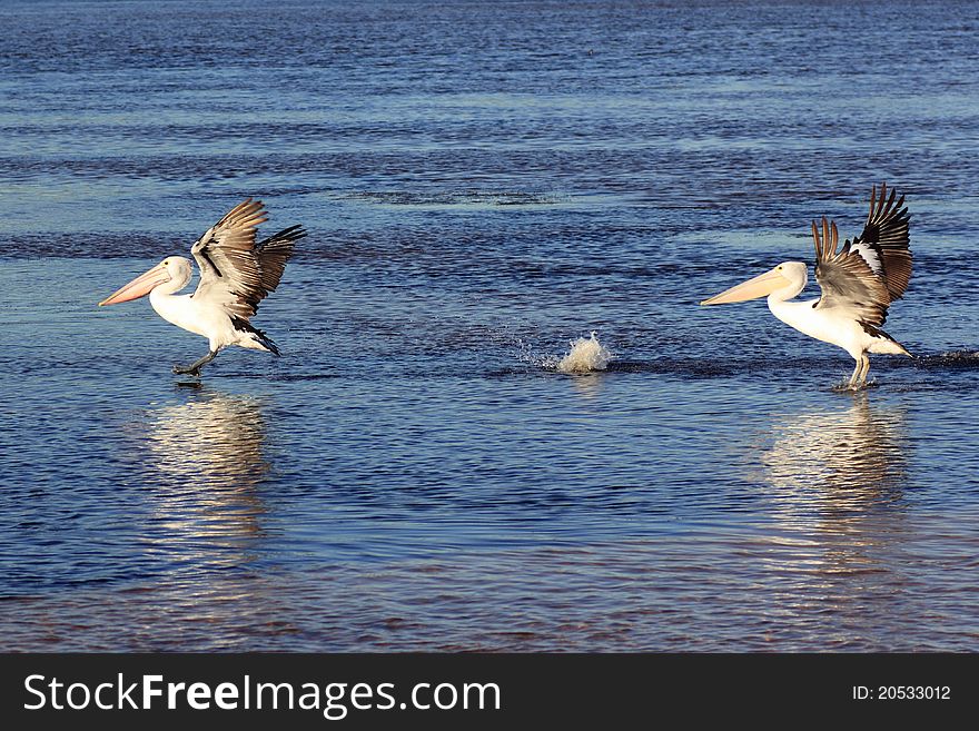 Two Australian Pelicans landing on the water; finally gliding to a stop with the help of its wings spread out. Two Australian Pelicans landing on the water; finally gliding to a stop with the help of its wings spread out.