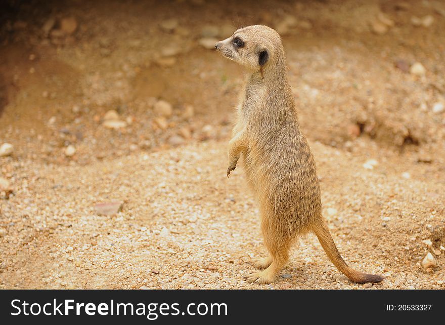 Meerkat on the sandy desert.