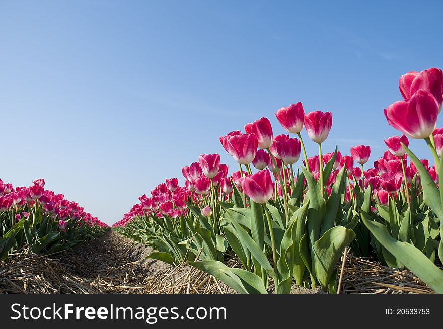 Red tulips against a blue sky