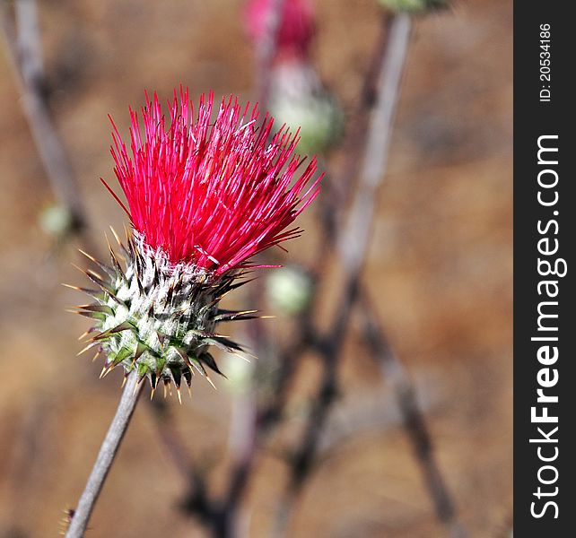 Isolated thistle in the Los Padres National Park California. Isolated thistle in the Los Padres National Park California
