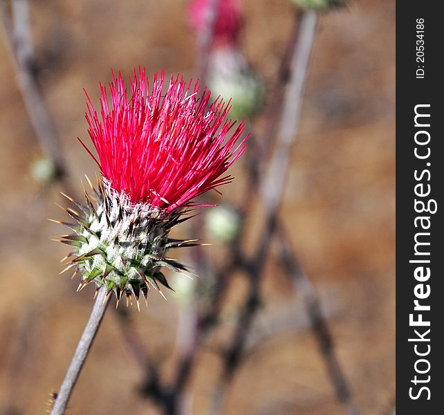 Californian Thistle