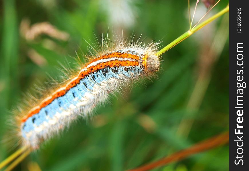 Multi-colored Fluffy Caterpillar