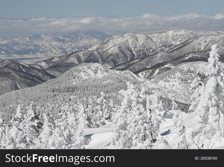 Winter forest of shigakogen Japan