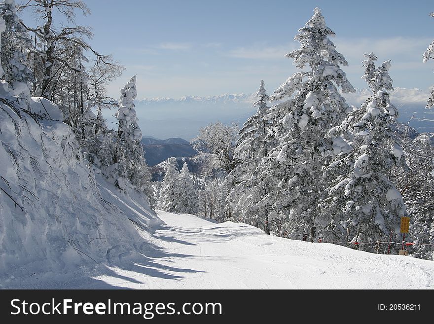 Winter forest of shigakogen Japan