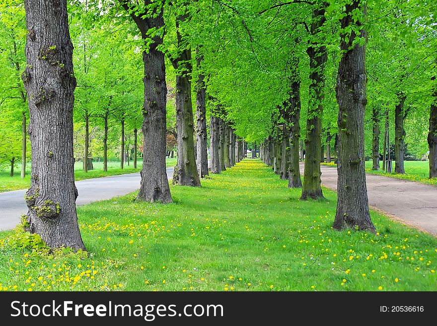 Lane of green trees in a city park in the spring. Lane of green trees in a city park in the spring