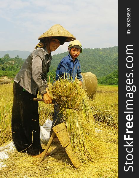 Portrait Of A Thai Woman In The Harvest.