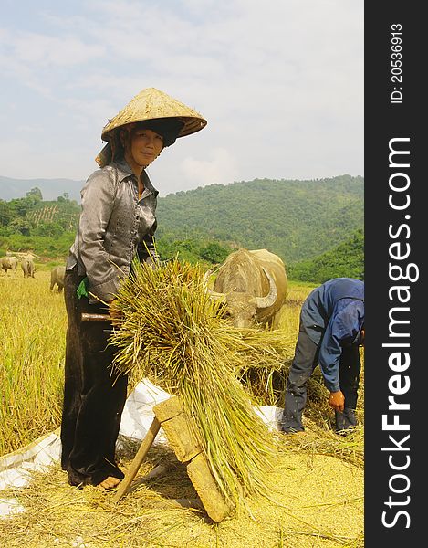 Portrait of a Thai woman in the harvest.