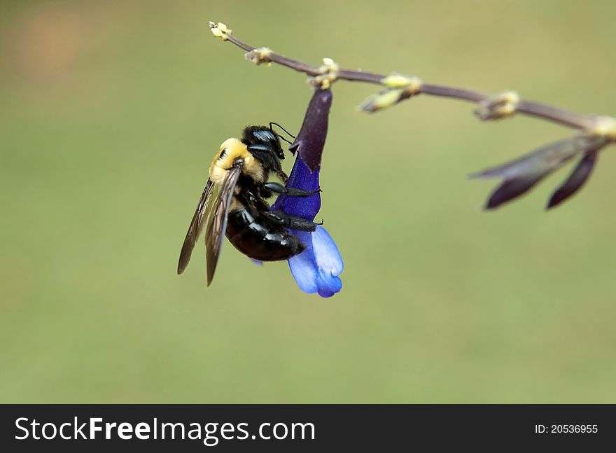 Closeup of bumblebee feeding on black and purple silvia. Closeup of bumblebee feeding on black and purple silvia