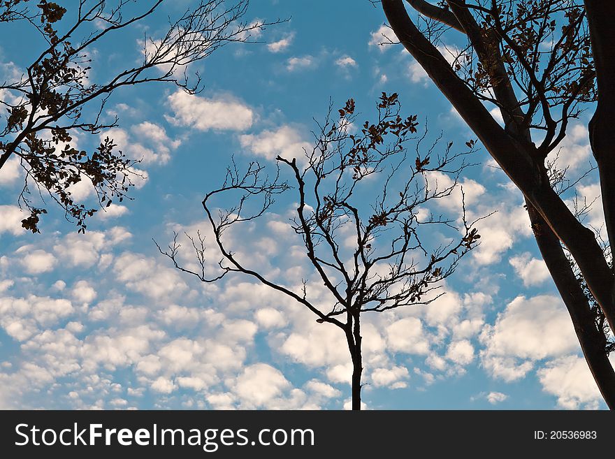 Trees in autumn with sky.