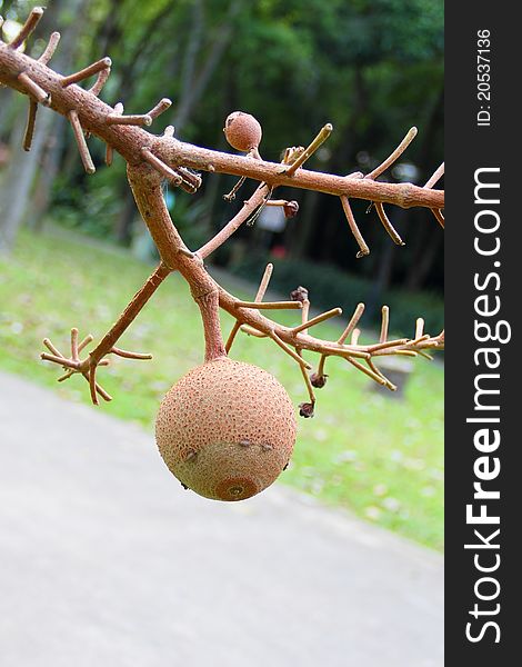 Fruitage hangs on the branch in west coast park in singapore