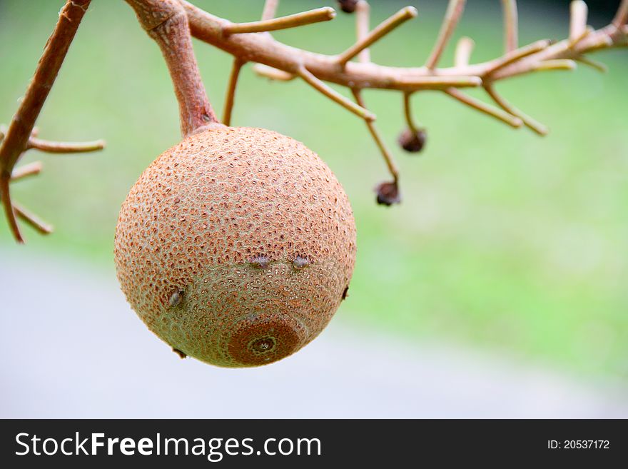 Fruitage hangs on the branch in west coast park in singapore