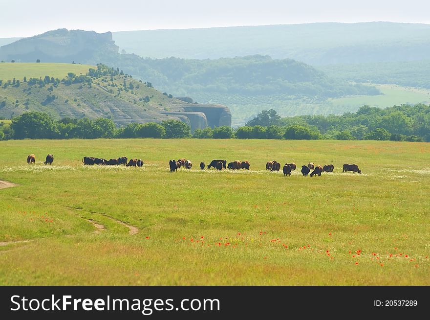 Cows On Summer Meadow In Mountain