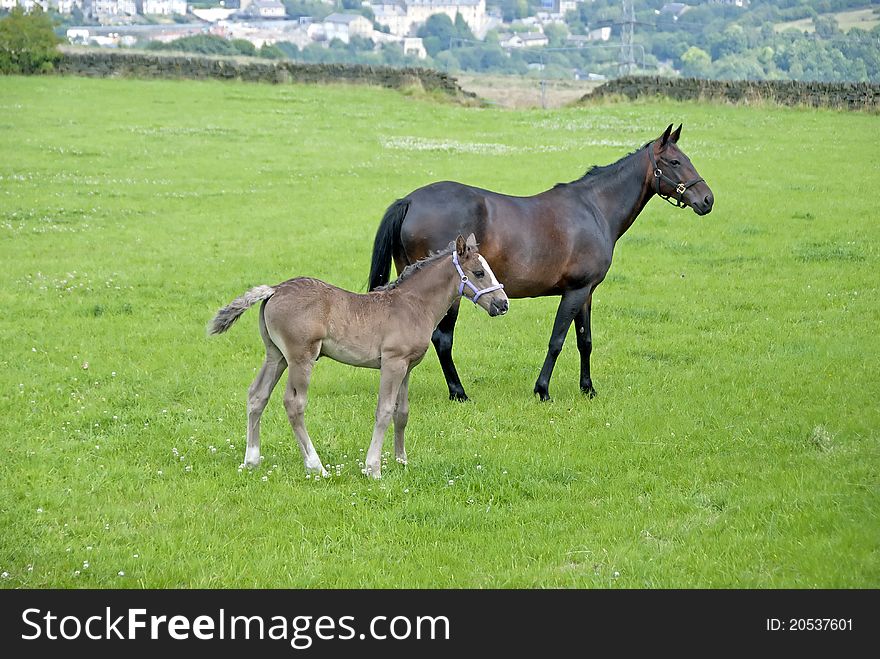 A Chestnut Mare and Four Week Foal in a moorland field in Yorkshire. A Chestnut Mare and Four Week Foal in a moorland field in Yorkshire
