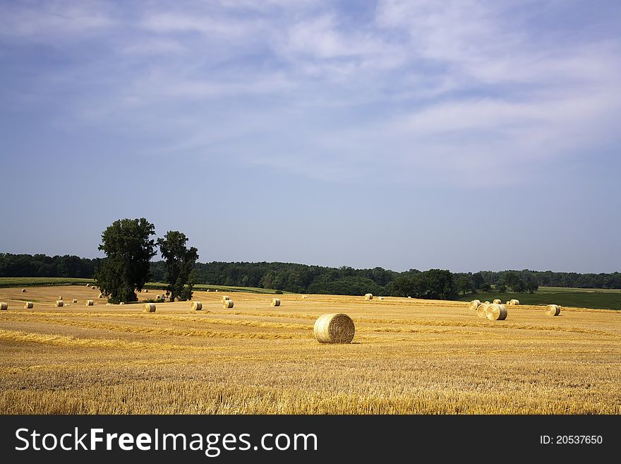 Hay Bundles In A Field.