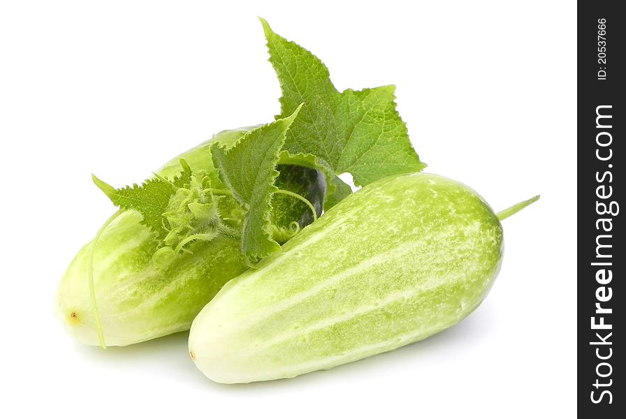 Ripe cucumbers with leaves are shown in the picture. Ripe cucumbers with leaves are shown in the picture.