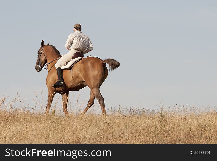 The rider gives a horse ride in the summer evening. The rider gives a horse ride in the summer evening