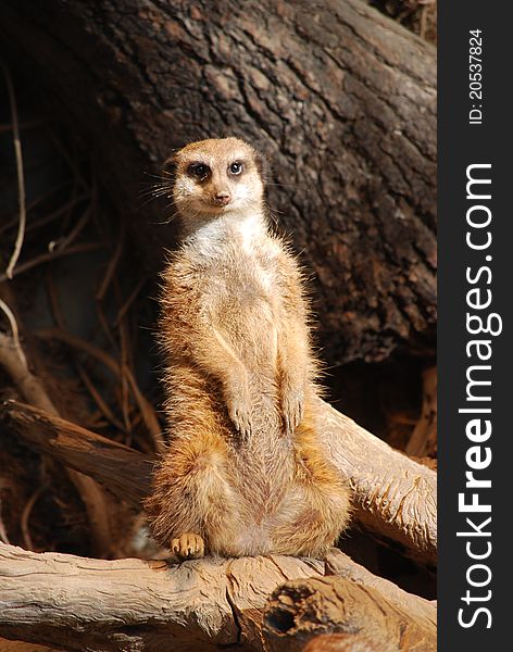 Curious meerkat sitting on a log
