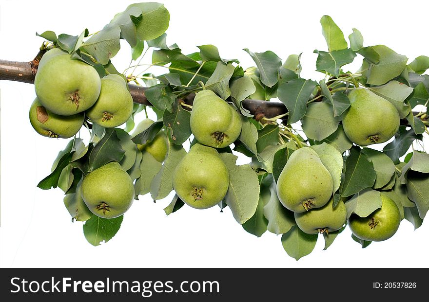 Green pears hang group on a branch. Green pears hang group on a branch