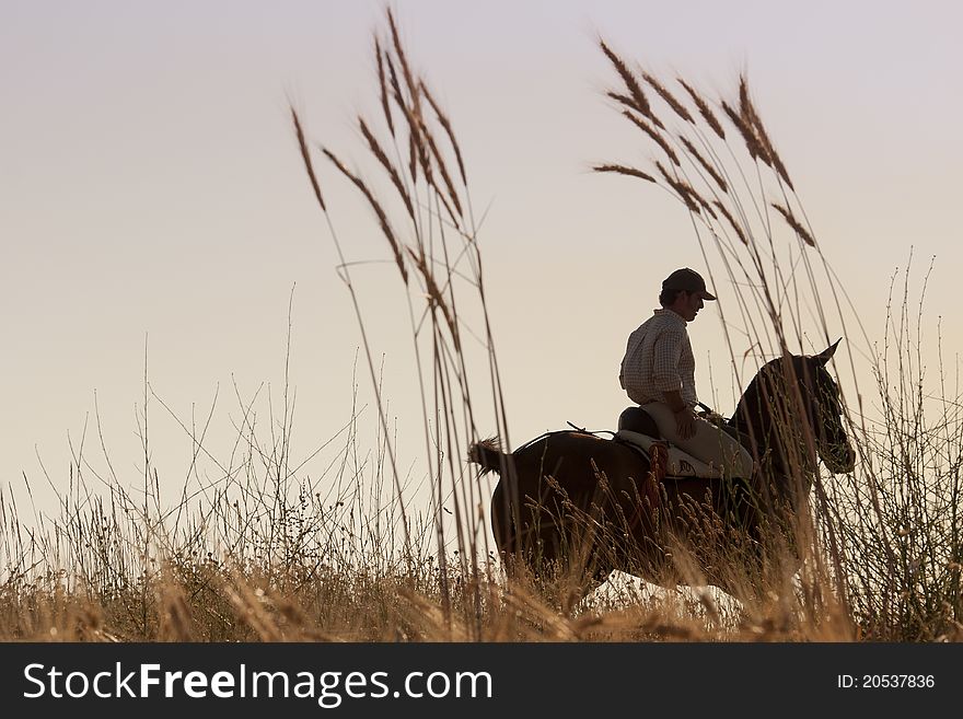 Rider With His Horse Into The Sunset