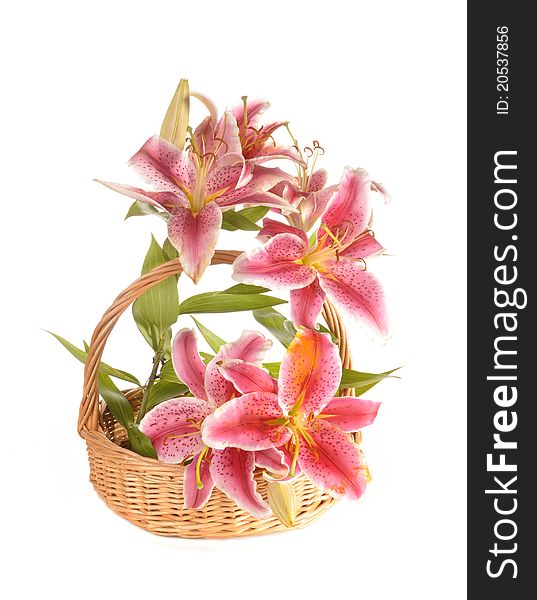 Pink flowers of a lily stand in a wattled basket. Pink flowers of a lily stand in a wattled basket