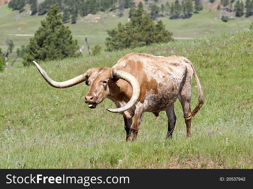 A longhorn cow sounds off with a moo in the pasture. A longhorn cow sounds off with a moo in the pasture.