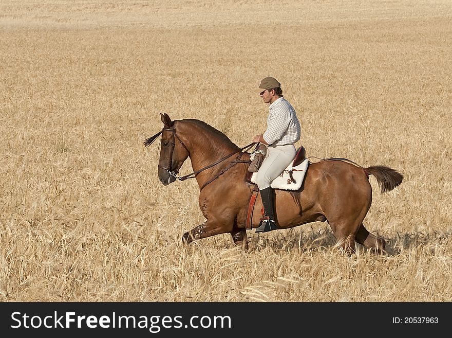 The rider gives a horse ride in the summer evening. The rider gives a horse ride in the summer evening