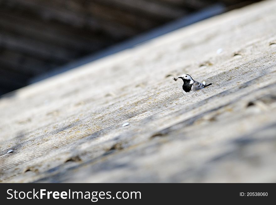 Bird with the fly in her mouth on the roof. Bird with the fly in her mouth on the roof