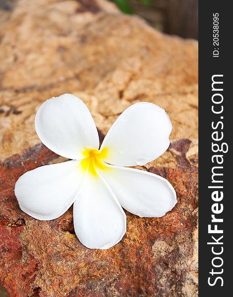 A water drop on plumeria flower on the rock