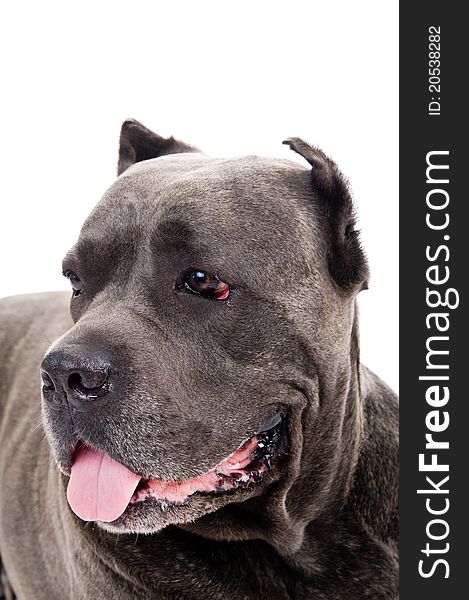 Humorous portrait of the dog breed Cane Corso