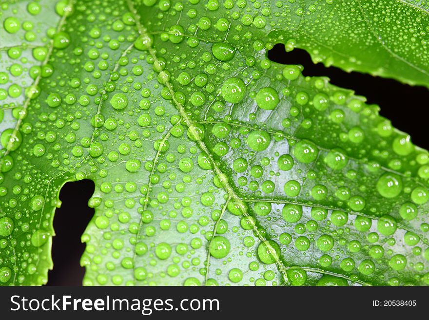 Water drops on a green leaf. Water drops on a green leaf