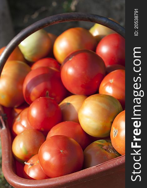 Basket of freshly picked organic tomatoes. Basket of freshly picked organic tomatoes