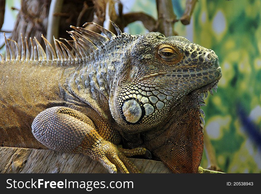 Green Iguana up close with scaly skin. Green Iguana up close with scaly skin.