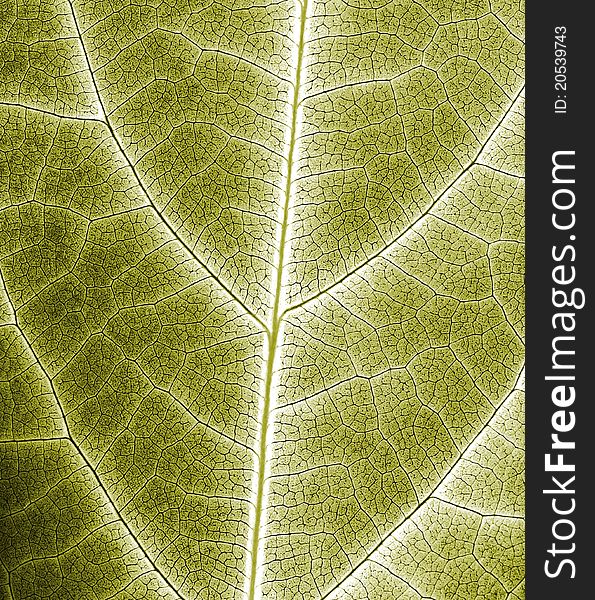 Abstract Leaf Closeup