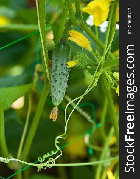 Small cucumber with flower and tendrils. Small cucumber with flower and tendrils