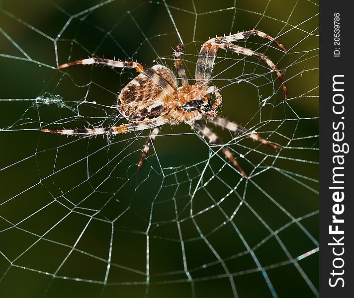 Spider In Web