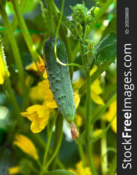Small cucumber with flower and tendrils. Small cucumber with flower and tendrils