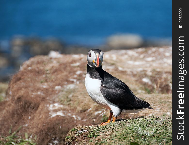 Puffin on the Island of Lunga, Treshnish Isles, Inner Hebrides, Scotland, U.K  Known as â€œClown Birdsâ€ and â€œSea Parrotsâ€, due to their large colourful bills, Atlantic Puffins are one of the most adorable, if not the most, adorable birds I have had the luxury of photographing. While puffins spend most of the year at sea, they return to land for a short period, between April and August, for nesting. There are four different species of Puffins, Atlantic, Tufted and Horned plus the differently named Rhinoceros Auklet &#x28;sometimes known as a unicorn or horn-billed puffin&#x29;. Of these four species, the Atlantic Puffin is the one most commonly found in Europe. Over 90% of the worldâ€™s Atlantic Puffins are found within Europe, with 60% found in Iceland. In the UK, puffins normally nest on islands off the coast, between April to August &#x28;sometimes July&#x29;. Starting in late April, the puffin will create a burrow where it lays just one egg. The eggs are incubated for around 40 days, and then upon hatching the chick lives in the burrow, where it fledges for a further 40 days. Sometime in July or August, when the chick is ready to leave the burrow, the Puffins return to the sea. So for your best chances of seeing puffins, I recommend visiting Lunga during June or early July. This will ensure youâ€™re visiting during the height of the breeding season, guaranteeing you will get to see lots of activity. Lunga is an Island located in the Treshnish Isles, part of the Inner