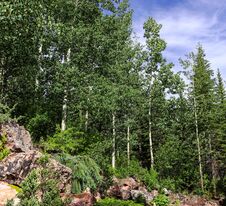 Cluster Of Aspen Trees In Vail Colorado Royalty Free Stock Images Cluster Of Aspen Trees In Vail Colorado Royalty Free Stock Images