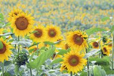 Field Of Sunflowers Royalty Free Stock Photo