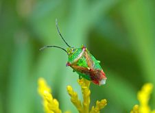 Shield Bug Royalty Free Stock Images Shield Bug Royalty Free Stock Images