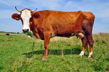 Cow On A Summer Pasture Royalty Free Stock Photography Cow On A Summer Pasture Royalty Free Stock Photography