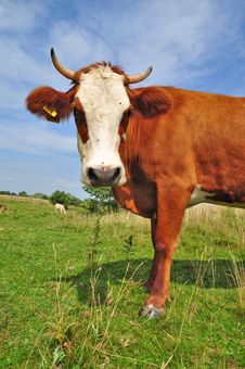Cow On A Summer Pasture Stock Photos Cow On A Summer Pasture Stock Photos