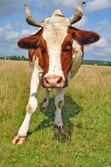 Cow On A Summer Pasture Stock Images Cow On A Summer Pasture Stock Images