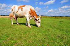 Cow On A Summer Pasture Royalty Free Stock Photo Cow On A Summer Pasture Royalty Free Stock Photo